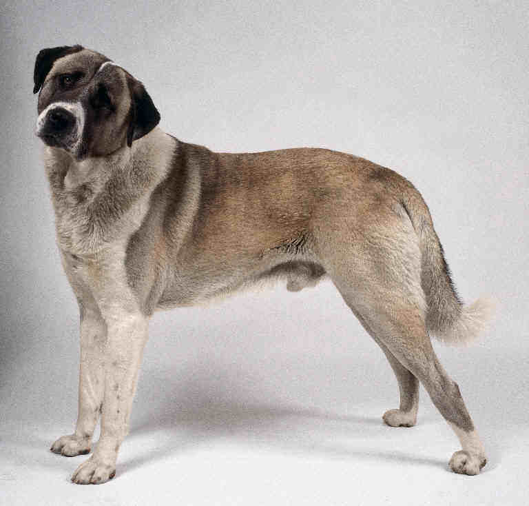 Anatolian Shepherd Dog profile on dog encyclopedia