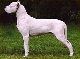 Argentine Dogo dog featured in dog encyclopedia