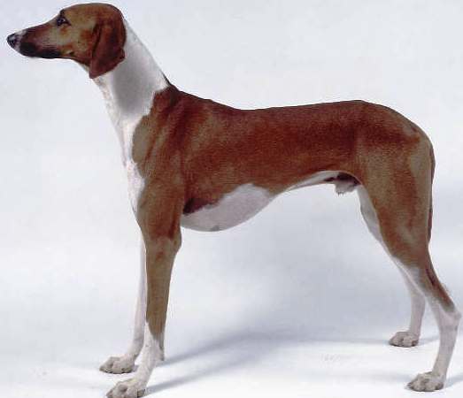 Azawakh dog featured in dog encyclopedia