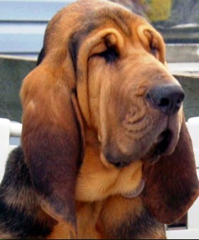 bloodhound profile on Dog Encyclopedia