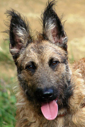 Belgian Shepherd Laekenois profile on dog encyclopedia