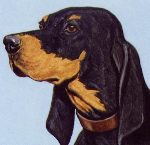 black and tan coonhound profile on dog encyclopedia