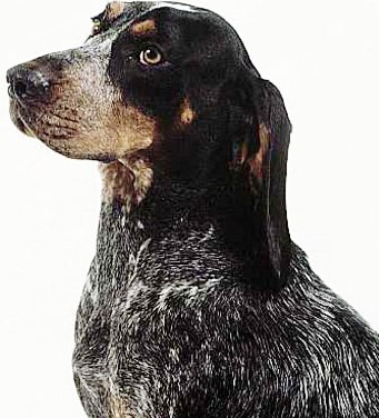 Bluetick Coonhound profile on dog encyclopedia