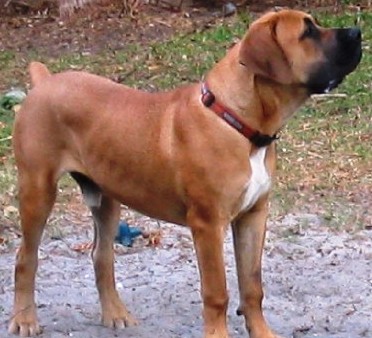 Boerboel profile on dog encyclopedia
