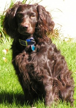 Boykin Spaniel profile in dog encyclopedia