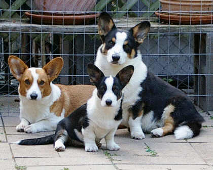 Cardigan Welsh Corgi  dogs in dog encyclopedia