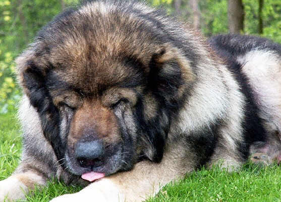 Caucasian Mountain Dog profile on dog encyclopedia