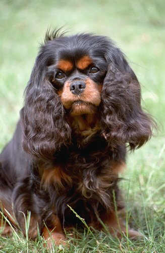 Cavalier King Charles Spaniel profile on dog encyclopedia
