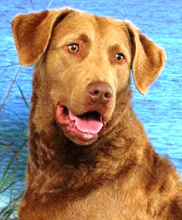Chesapeake Bay Retriever profile on dog encyclopedia