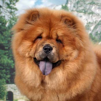 Chow Chow profile on dog encyclopedia