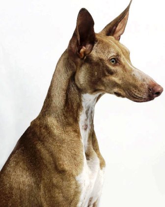 Cirneco dell Etna profile on dog encyclopeida
