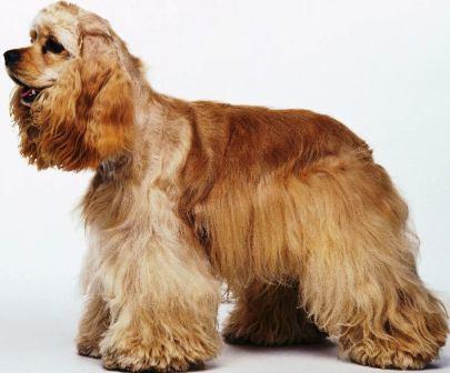 Cocker Spaniel profile on dog encyclopedia