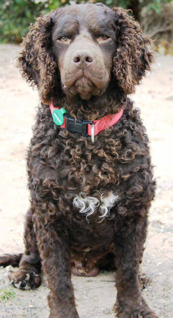 Curly Coated Retriever profile on dog encyclopedia