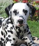 dalmations are often known as firehouse dogs