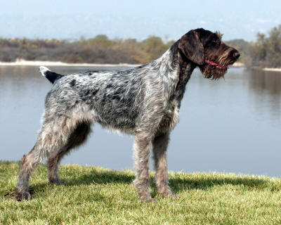 German Wirehaired Pointer dog featured on dog encyclopedia
