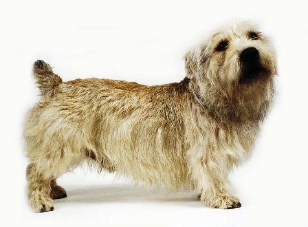 Glen of Imaal Terrier profile on dog encyclopedia