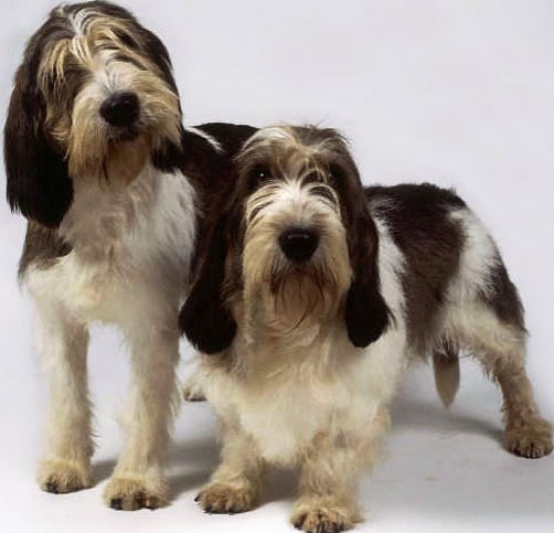 Grand Basset Griffon Vendeen dog featured in dog encyclopedia