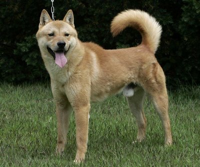 Jindo dog featured in dog encyclopedia