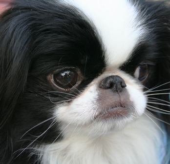 Japanese Chin dog featured in dog encyclopedia