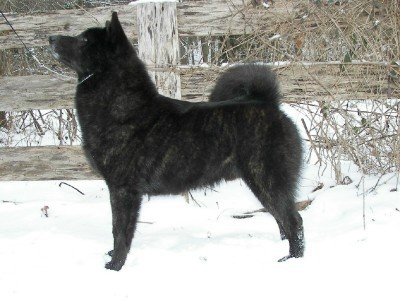 Kai Ken profile in dog encyclopedia