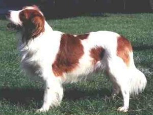 Kooikerhondje dog featured in dog encyclopedia
