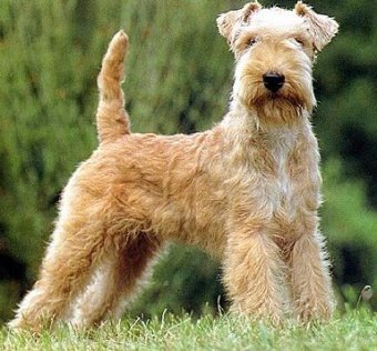 Lakeland Terrier profile on dog encyclopedia