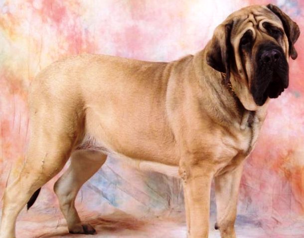 Mastiff profile on dog encyclopedia