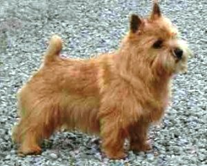 Norwich Terrier profile on dog encyclopedia