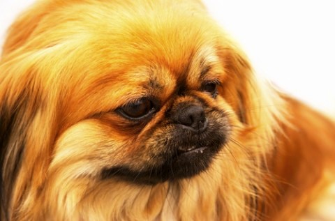 Pekingese profile on dog encyclopedia