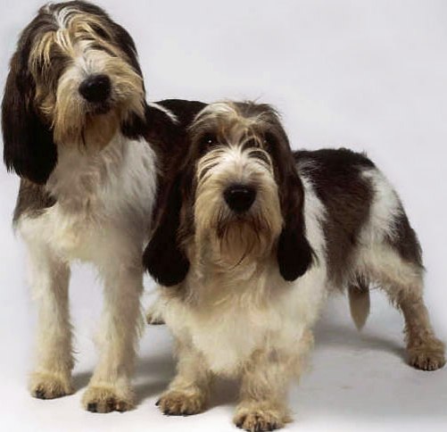 Petit Basset Griffon Vendeen dog featured in dog encyclopedia