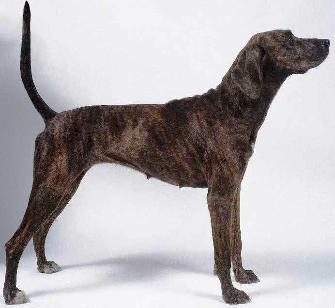 Plott Hound dog featured in dog encyclopedia