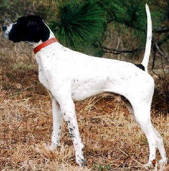 Pointer dog featured in dog  encylopedia