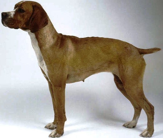 Portuguese Pointer dog featured in dog encyclopedia