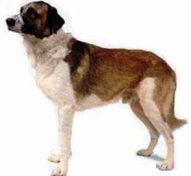 Rafeiro do Alentejo dog featured in dog encyclopedia