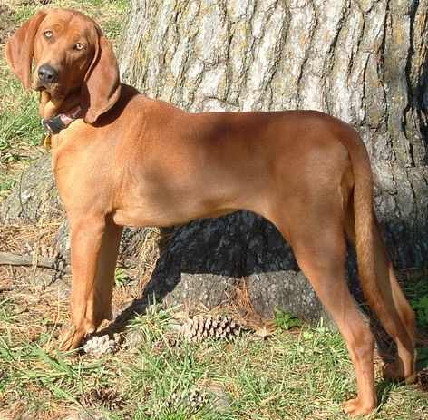 Redbone Coonhound profile on dog encyclopedia