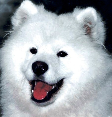 Samoyed dog featured in dog encyclopedia