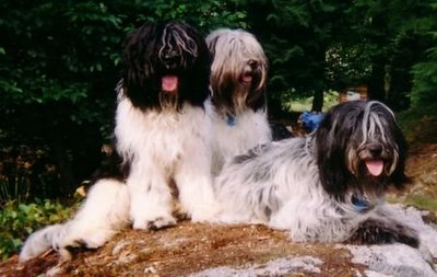 Schapendoes profile on dog encyclopedia