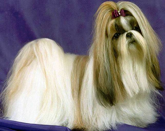 Shih Tzu dog featured in dog encyclopedia