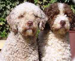 Spanish Water Dog featured in dog encyclopedia
