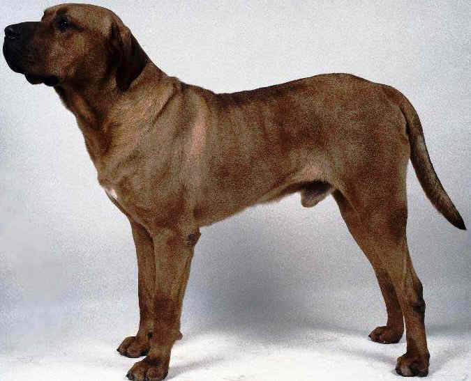 Tosa Inus dog featured in dog encyclopedia