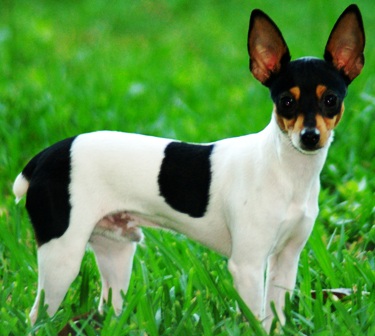 Toy Fox Terrier dog featured in dog encyclopedia