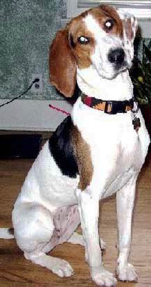 Treeing Walker Coonhound profile on dog encyclopedia