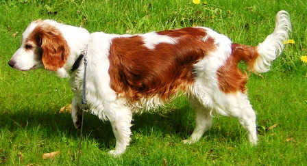 Welsh Springer Spaniel  dog featured in dog encyclopedia