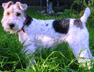 Wire Fox Terrier profile at dog encyclopedia