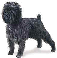 the afen is one of dog encyclopedias most popular dogs
