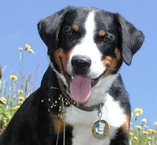 Appenzeller Sennenhunde profile on dog encyclopedia