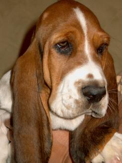 basset hound profile on dog encyclopedia