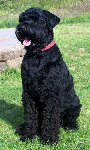 Black Russian Terrier on Dog Encyclopedia