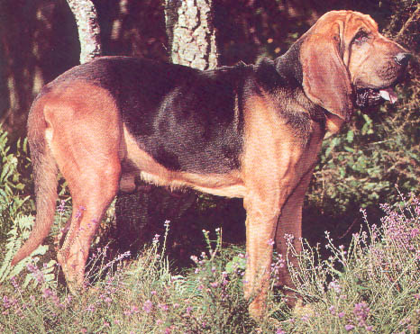 bloodhound  dog on dog encyclopedia