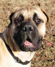 Boerboel dog featured in dog encyclopedia